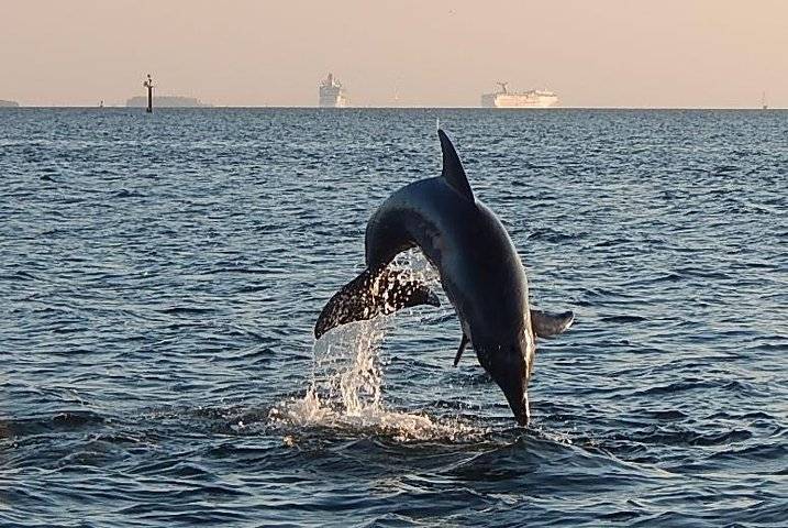 Tampa Bay, Tampa