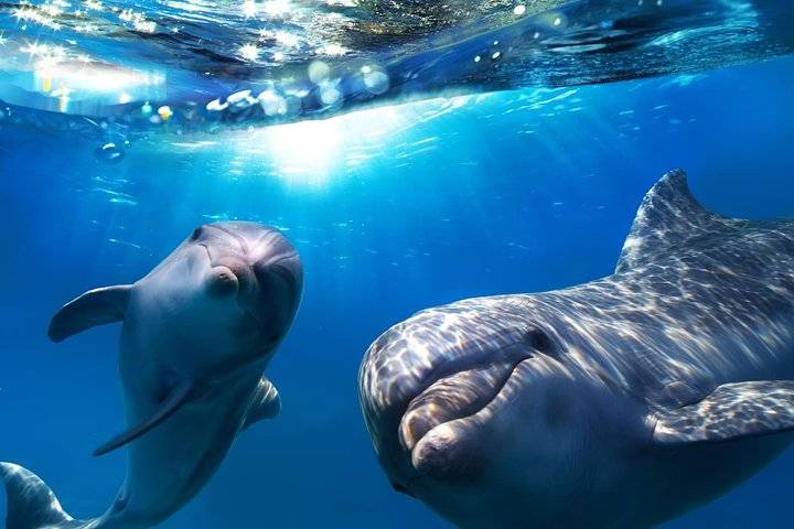 Dolphin Watching, Gran Canaria