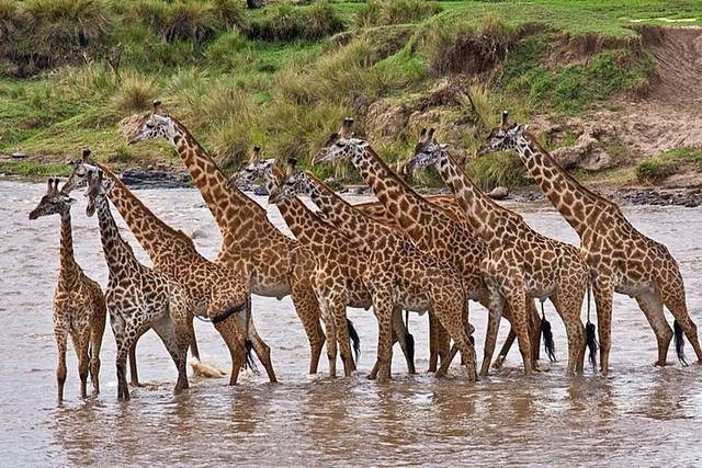 Amboseli