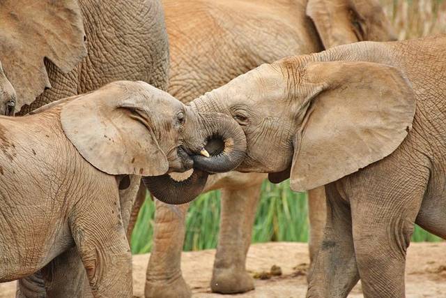 Addo Park