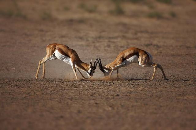 Big Five Safari