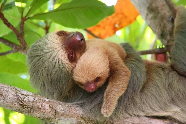 Manuel Antonio