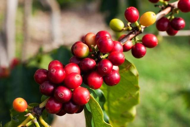 Coffee Farm