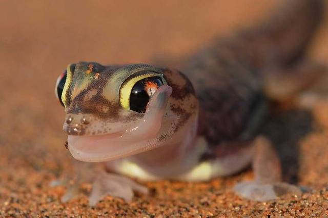 Namib Desert