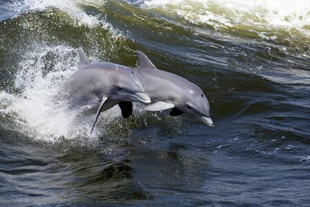 Dolphin Cruise