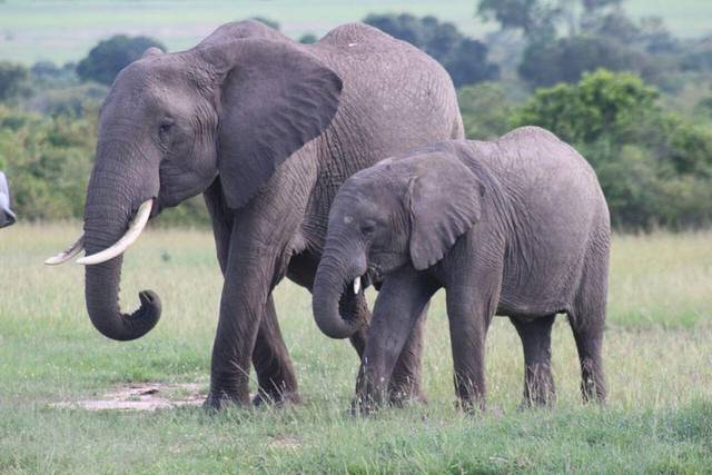 Maasai Mara