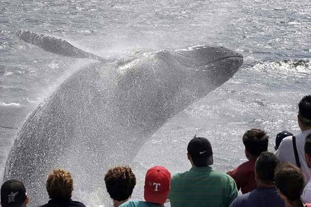 Whale Watching