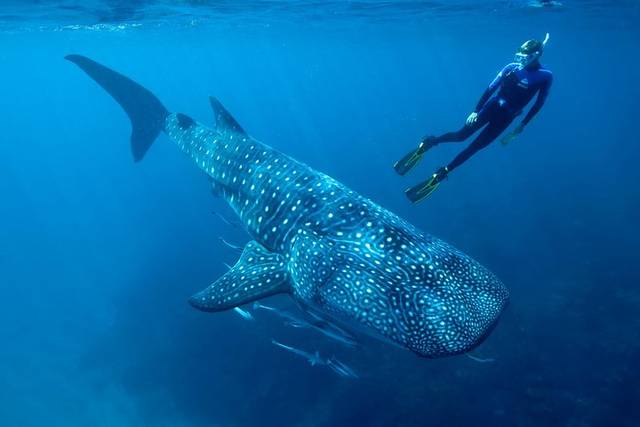 Whale Sharks