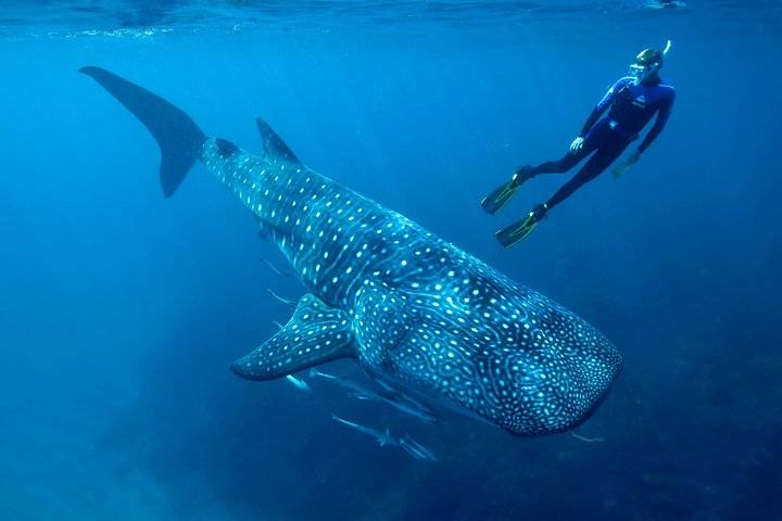 Whale Sharks, Isla Mujeres