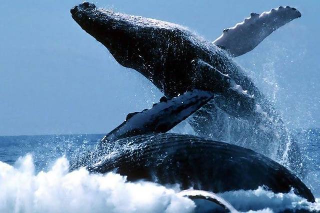 Hermanus Whales