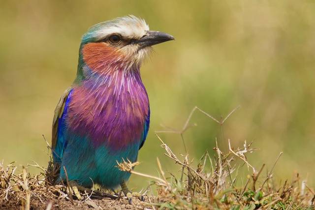 Arusha National Park