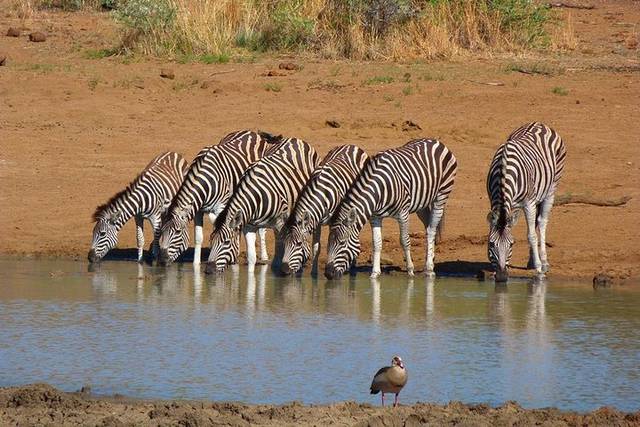 Pilanesberg