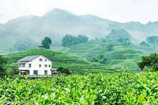 Longjing Tea