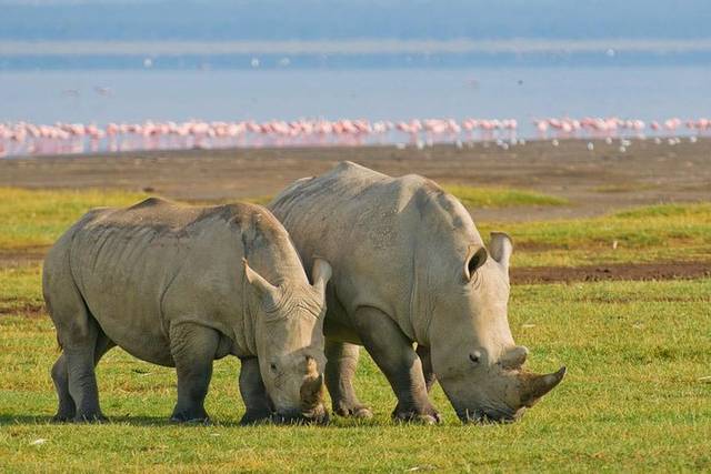 Lake Nakuru