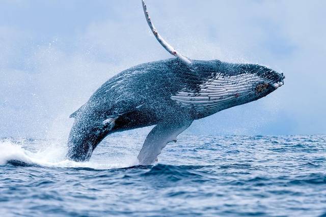 Whale Watching