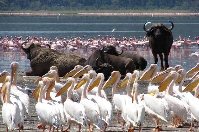 Lake Naivasha