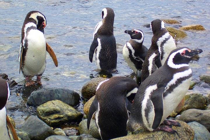 Magdalena Island Penguins, Punta Arenas