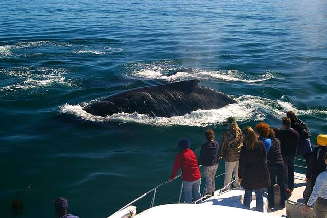 Whale Watching