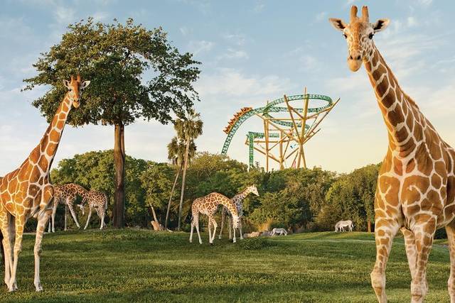 Busch Gardens