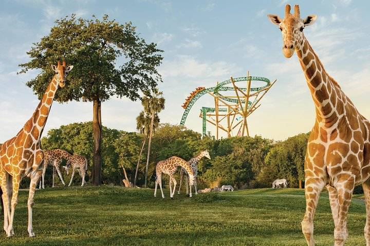 Busch Gardens, Tampa