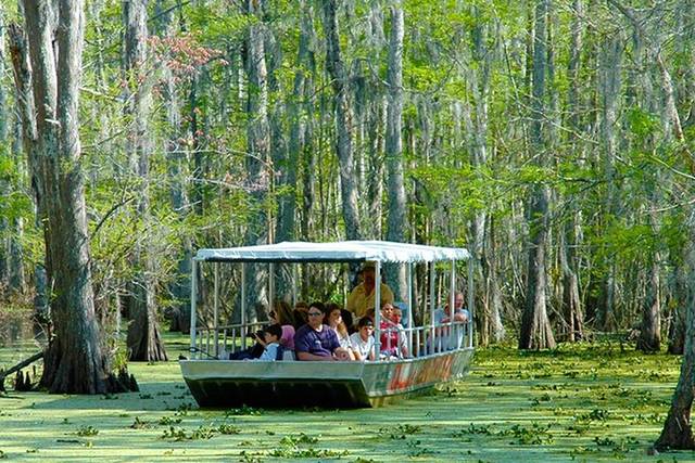 Swamp & Bayou