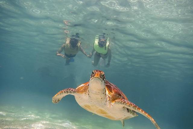 Akumal Turtles