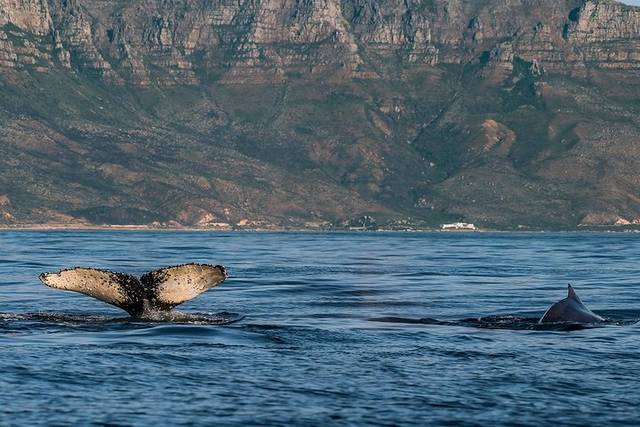Hermanus Whales