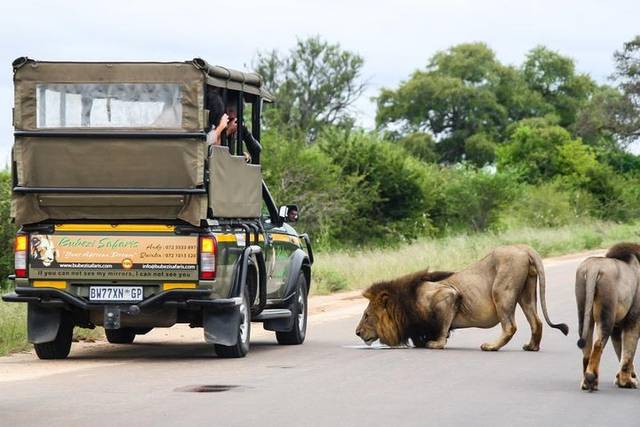 Kruger Day Safari