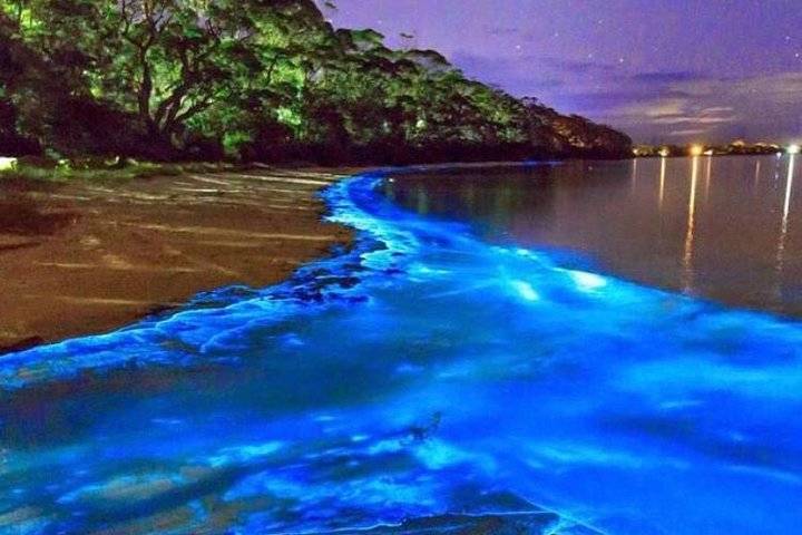 Luminous Lagoon, Trelawny