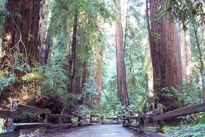 Muir Woods, San Francisco