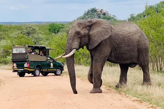 Kruger Day Safari