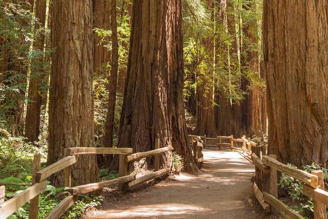 Muir Woods