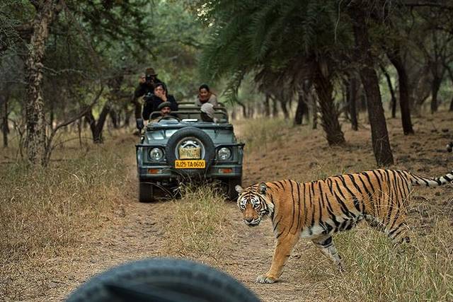 Ranthambore