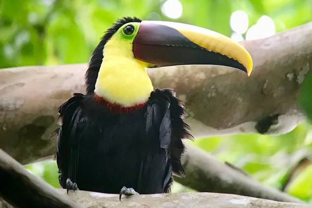 Manuel Antonio