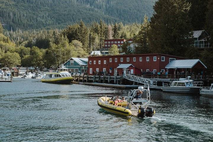 Whale Watching, Vancouver Island
