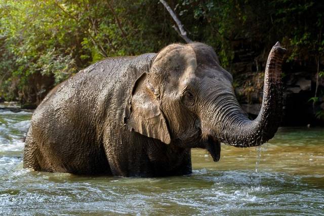 Elephant Sanctuary