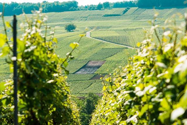 Champagne region