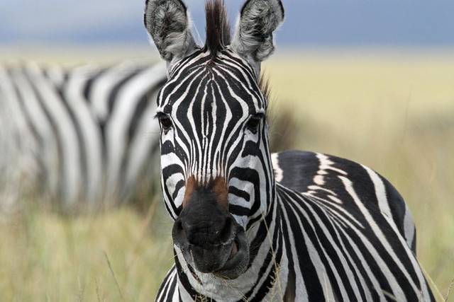Serengeti