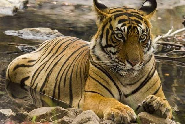 Ranthambore