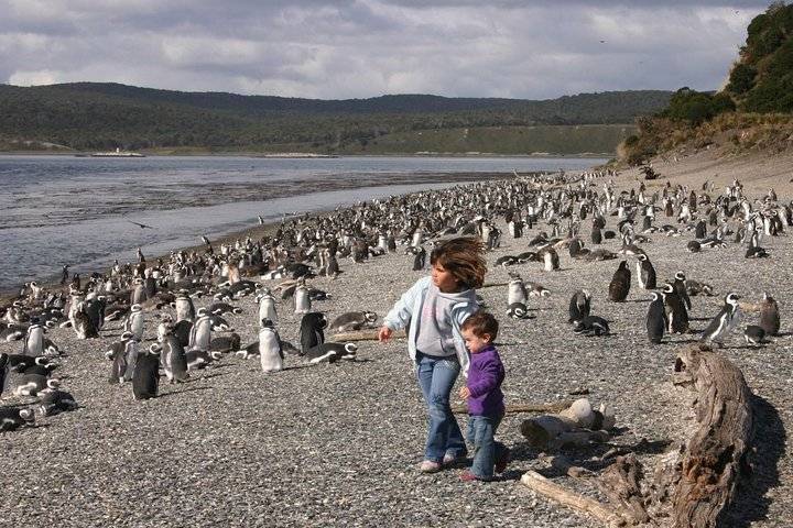 Penguins, Ushuaia