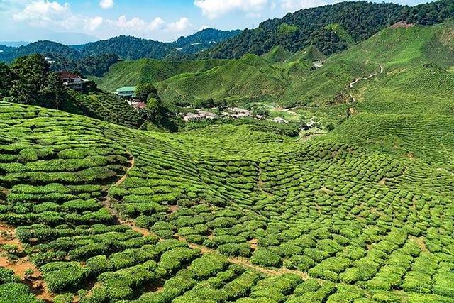Cameron Highlands