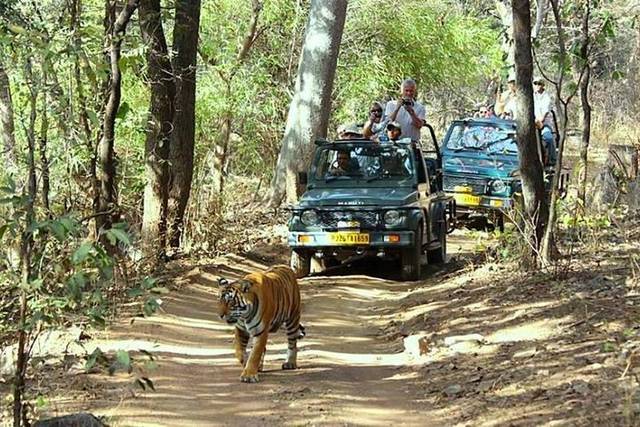 Ranthambore