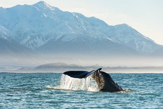 Mirissa Whales
