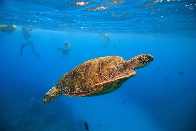 Snorkel Sail