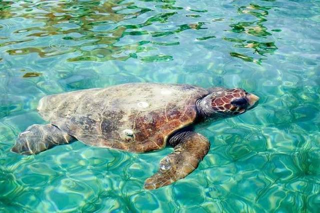 Caye Caulker