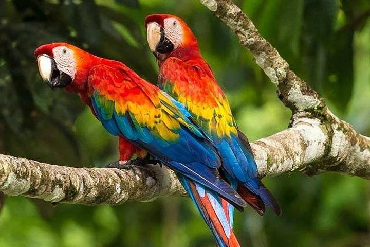 Macaw Clay Lick, Puerto Maldonado