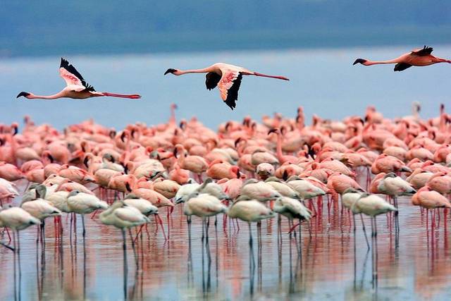 Lake Nakuru