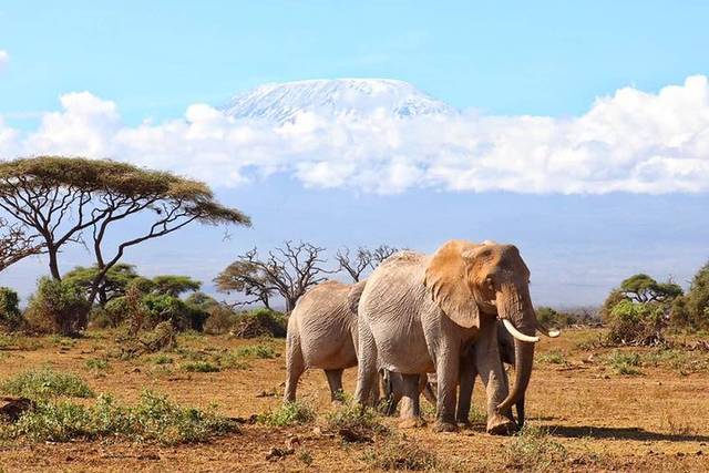 Maasai village
