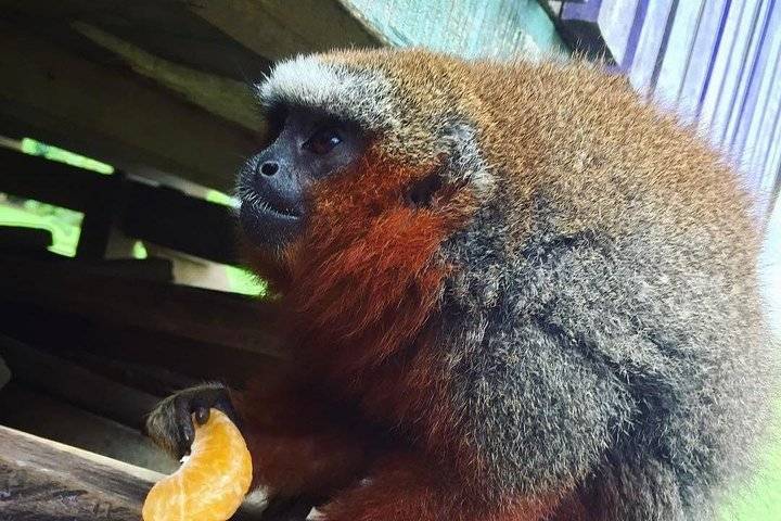 Monkey Island, Iquitos