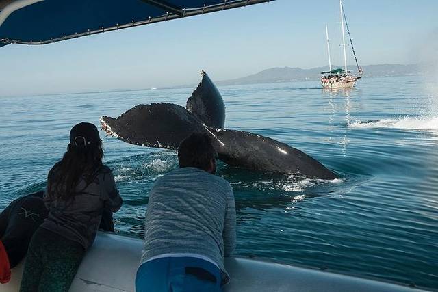 Whales
